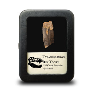Tyrannosaurus Rex Tooth Fragment - Cretaceous Period - 68 to 66 MYA - Montana, USA