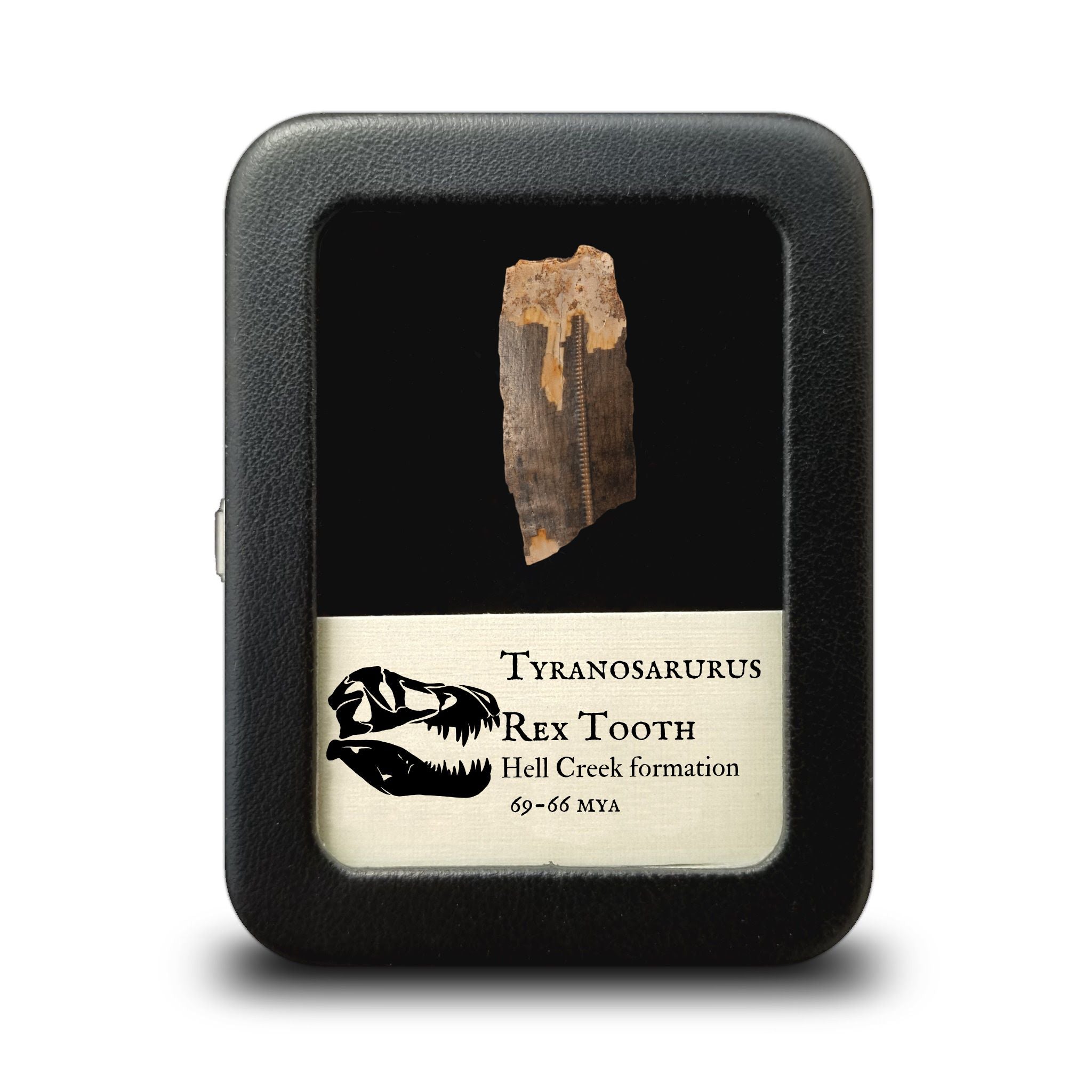 Tooth Rag Tyrannosaurus Rex Tooth Fragment - Cretaceous Period - 68 to 66 MYA ...