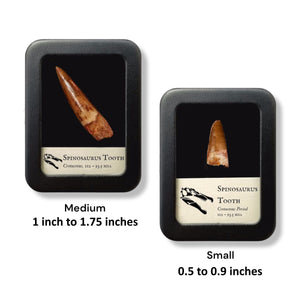 Spinosaurus Tooth - Cretaceous Period - 112 to 93.5 MYA - Morocco