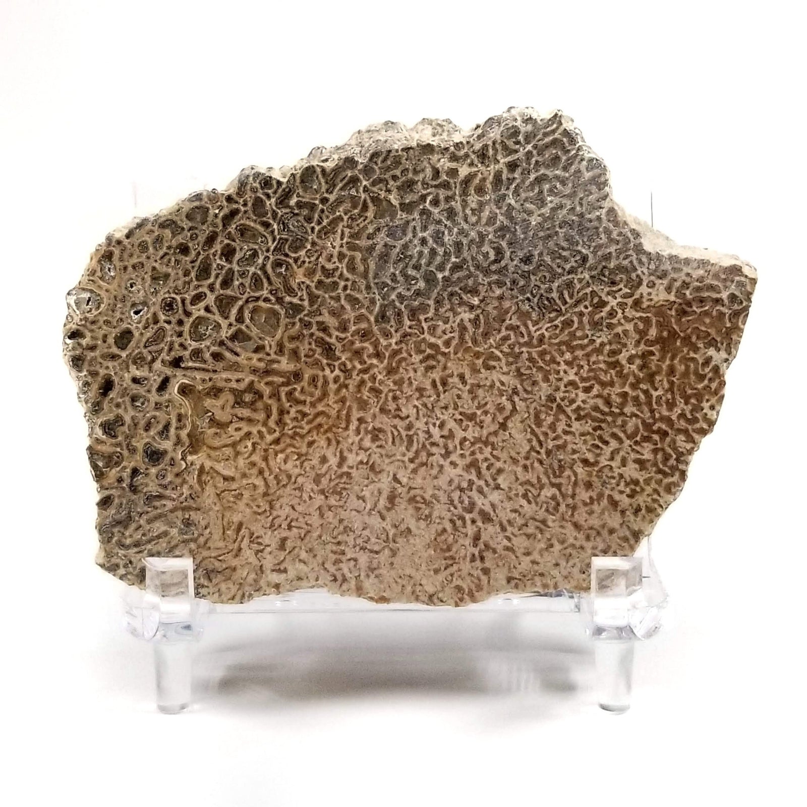 Atlasaurus Bone Slice - Jurassic Period - 167.7 to 164.7 MYA - Morocco