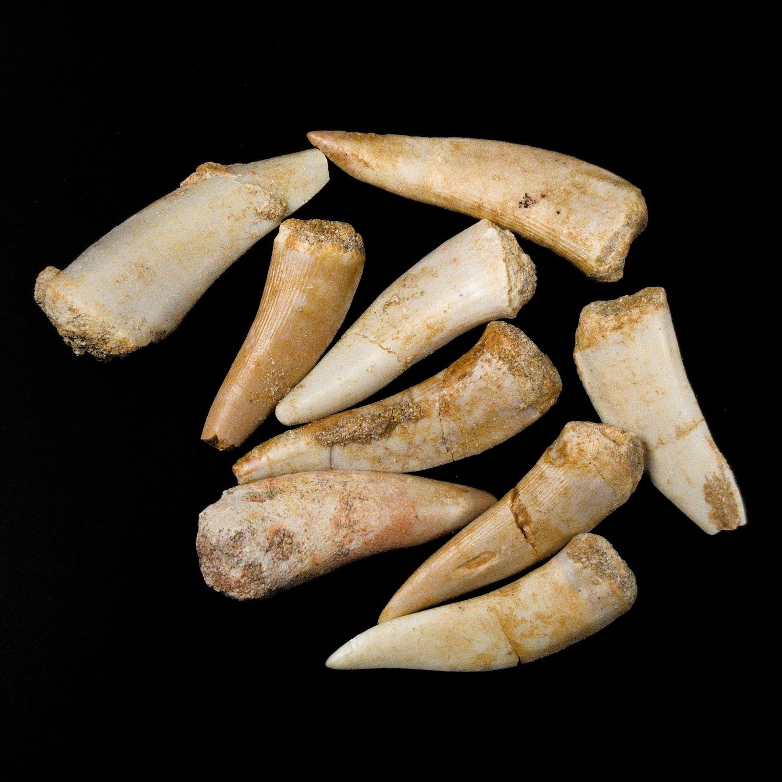 Enchodus Fish Fang - Cretaceous Period - 112.6 - 37.2 MYA - Morocco