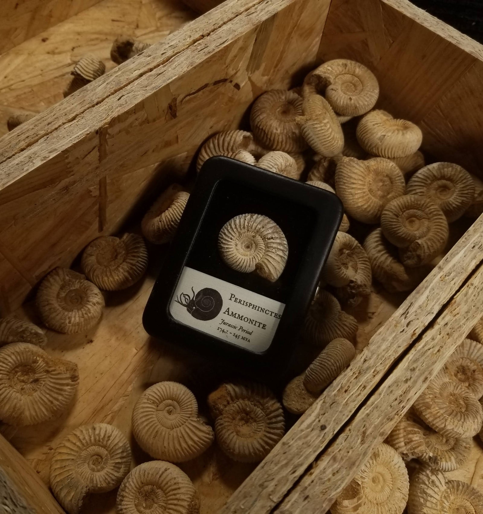 Perisphinctes Ammonite - Jurassic Period - 174.1 to 145 MYA - Madagascar