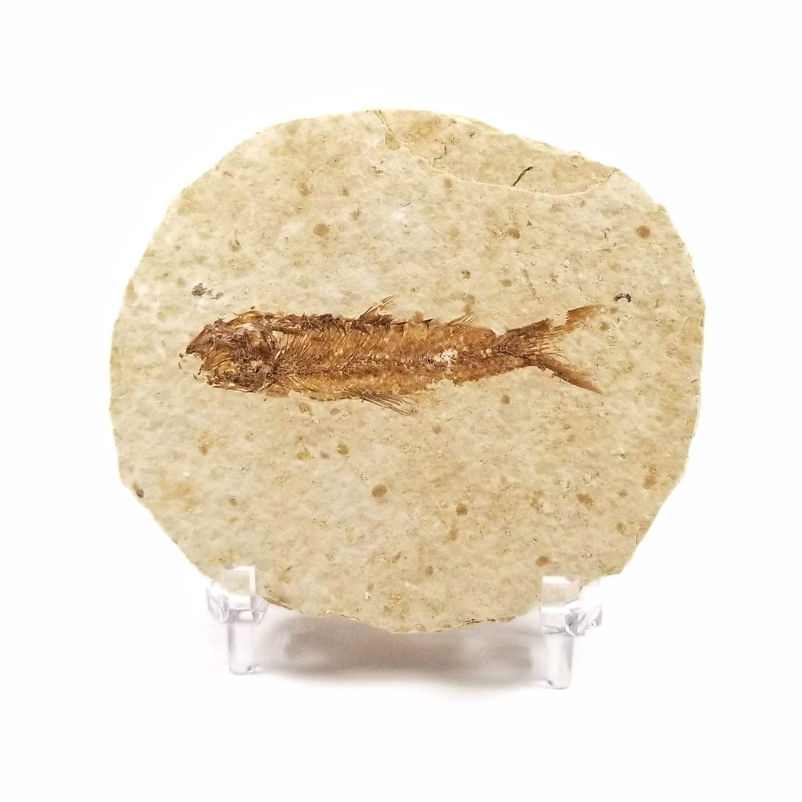 Knightia Fossil Fish - Eocene Epoch - 55 to 35 MYA - Wyoming, USA