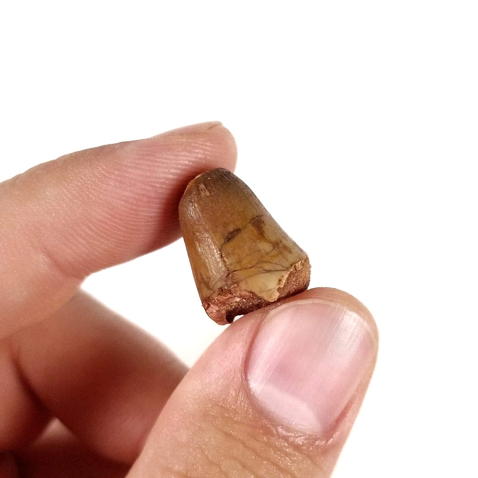 Extinct Crocodile Tooth - Cretaceous Period - 145 to 66 MYA - Morocco