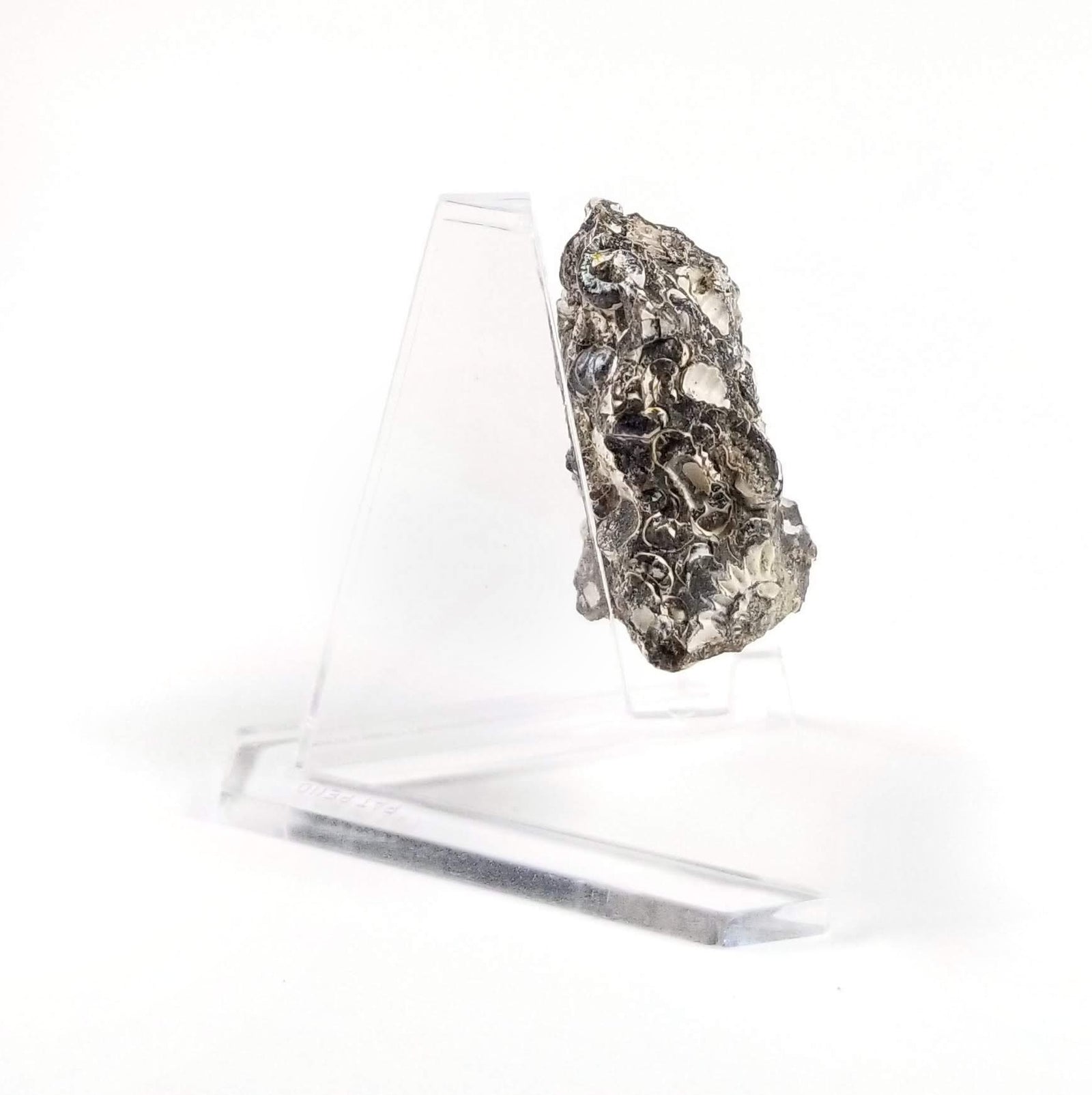 Somerset Ammonite Cluster - Jurassic Period - 199.3 to 190.8 MYA - United Kingdom