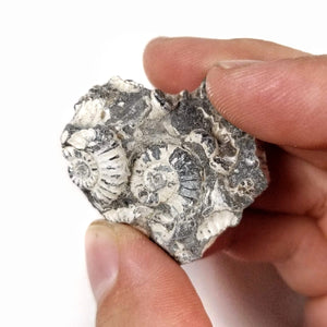 Somerset Ammonite Cluster - Jurassic Period - 199.3 to 190.8 MYA - United Kingdom