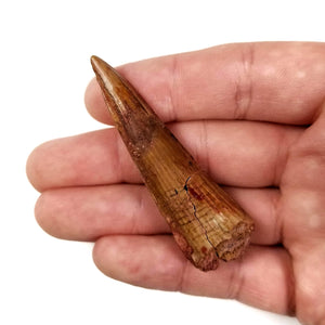 Spinosaurus Tooth - Cretaceous Period - 112 to 93.5 MYA - Morocco