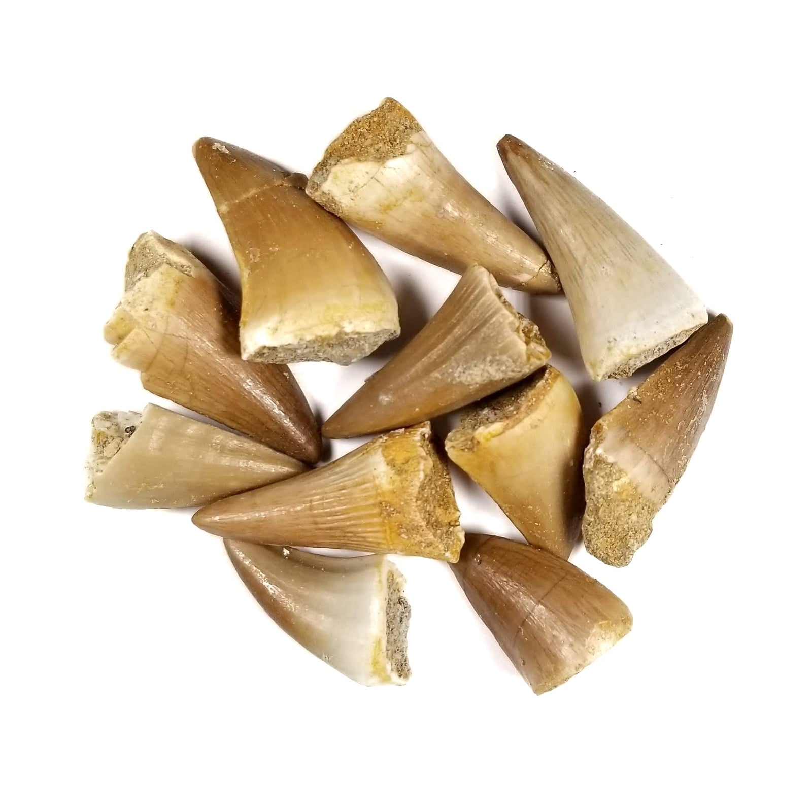 Small Mosasaur Tooth - Cretaceous Period - 101 to 66 MYA - Morocco