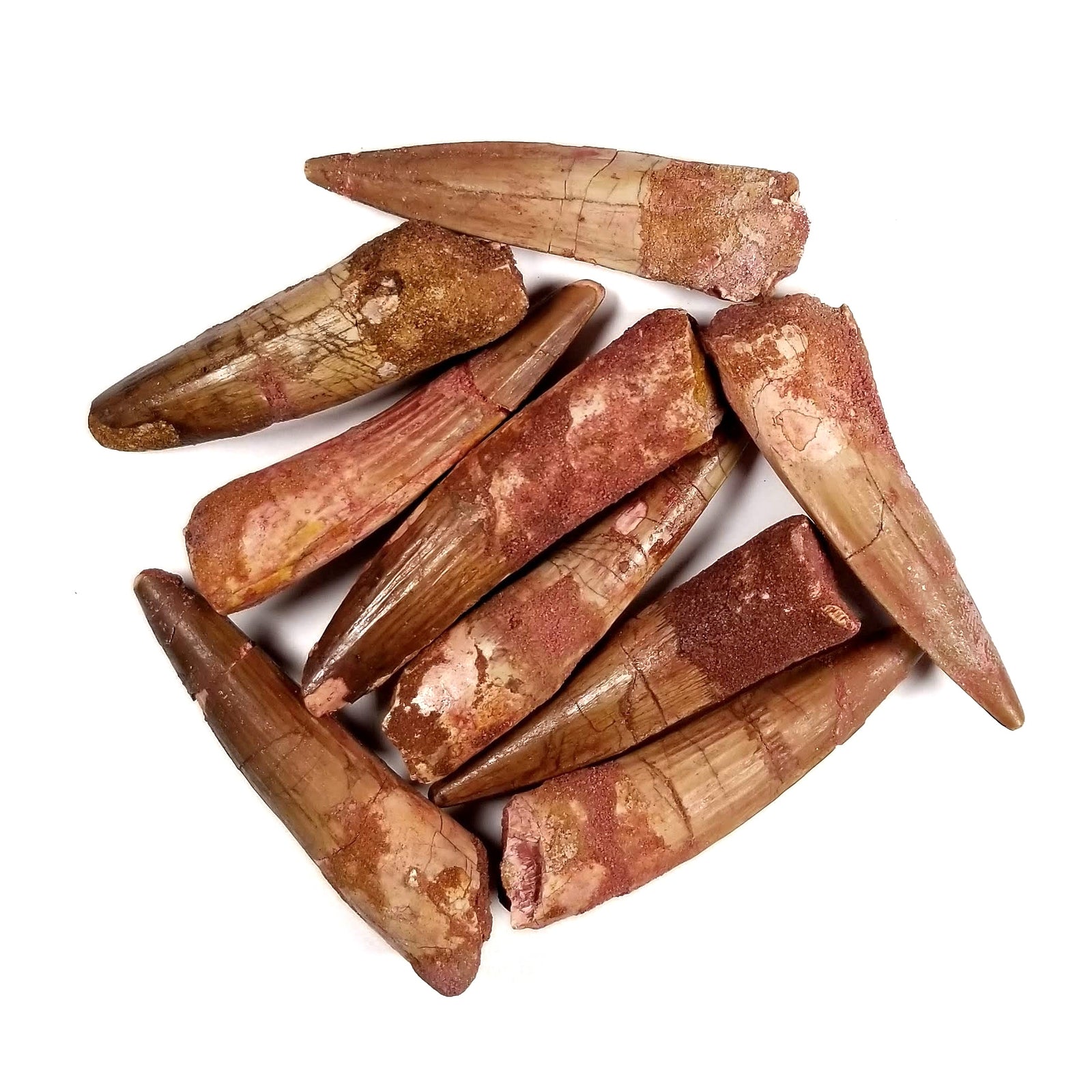 Spinosaurus Teeth (loose) - Cretaceous Period - 112 to 93.5 MYA - Morocco