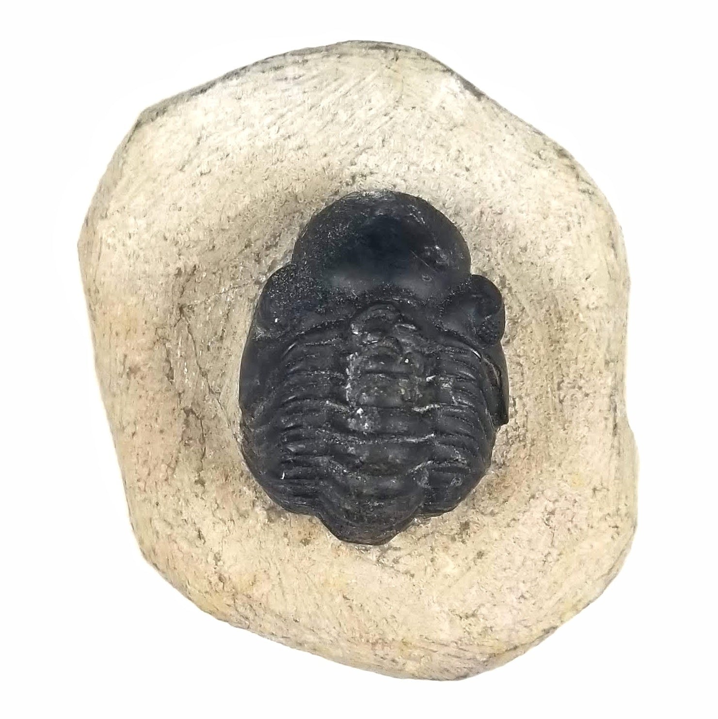 Reedops Trilobite in Rock Matrix - Lower Devonian - 419 to 403 MYA - Morocco