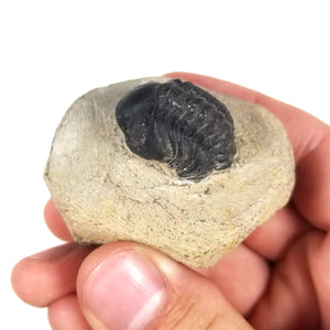Reedops Trilobite in Rock Matrix - Lower Devonian - 419 to 403 MYA - Morocco