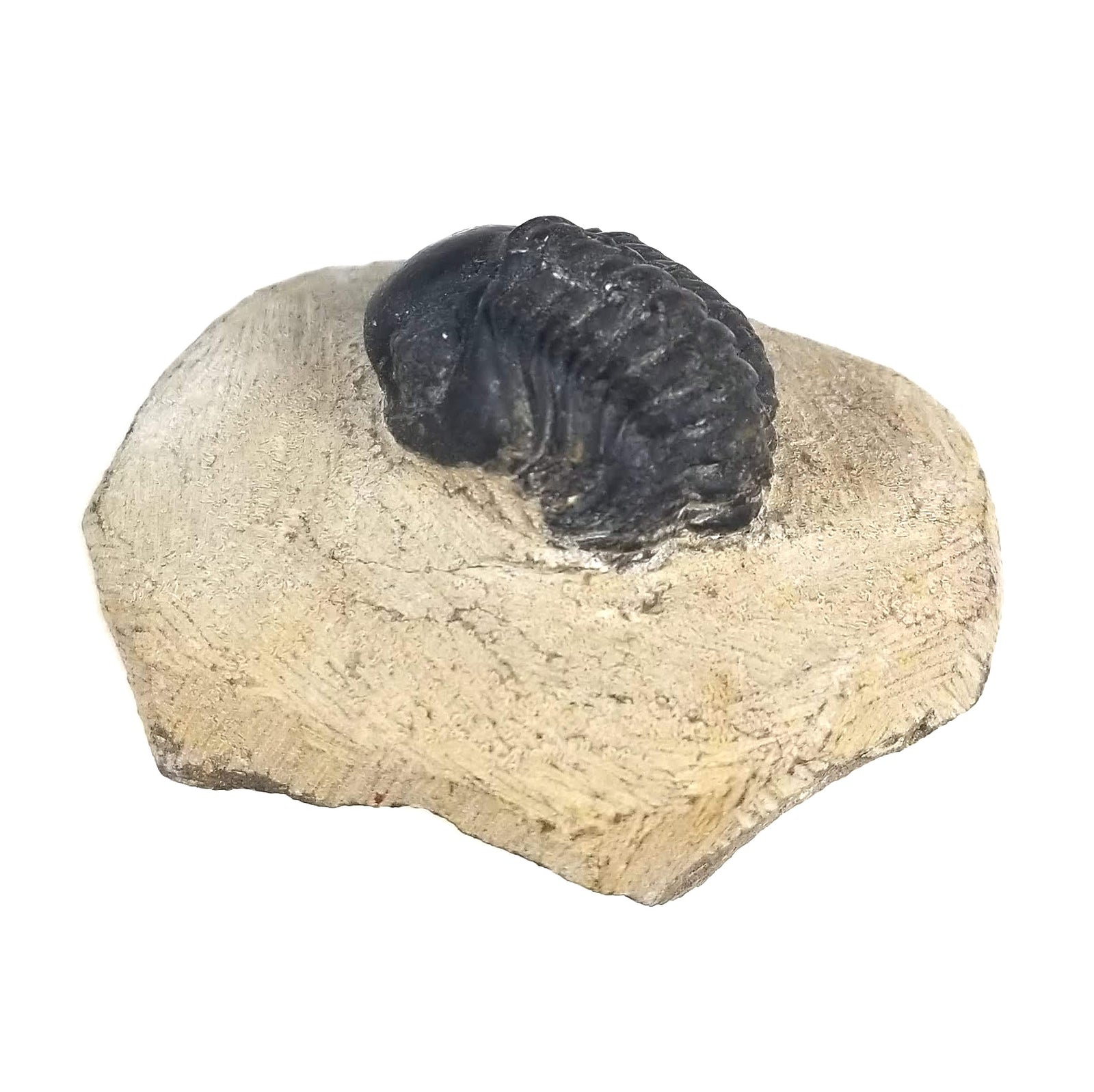Reedops Trilobite in Rock Matrix - Lower Devonian - 419 to 403 MYA - Morocco