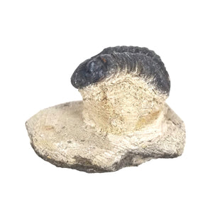 Reedops Trilobite in Rock Matrix - Lower Devonian - 419 to 403 MYA - Morocco