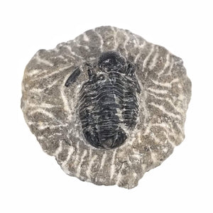 Gerastos Trilobite in Rock Matrix - Lower to Middle Devonian - 410.8 to 387.7 MYA - Morocco