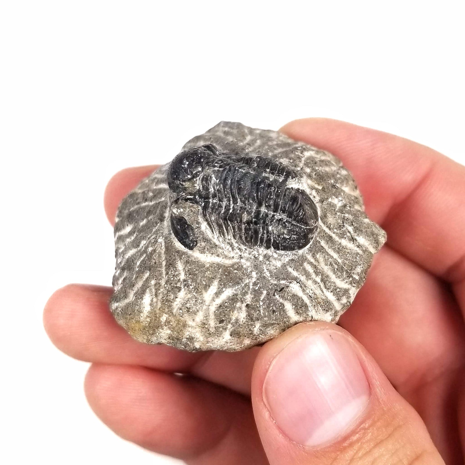 Gerastos Trilobite in Rock Matrix - Lower to Middle Devonian - 410.8 to 387.7 MYA - Morocco