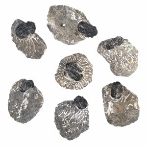 Gerastos Trilobite in Rock Matrix - Lower to Middle Devonian - 410.8 to 387.7 MYA - Morocco