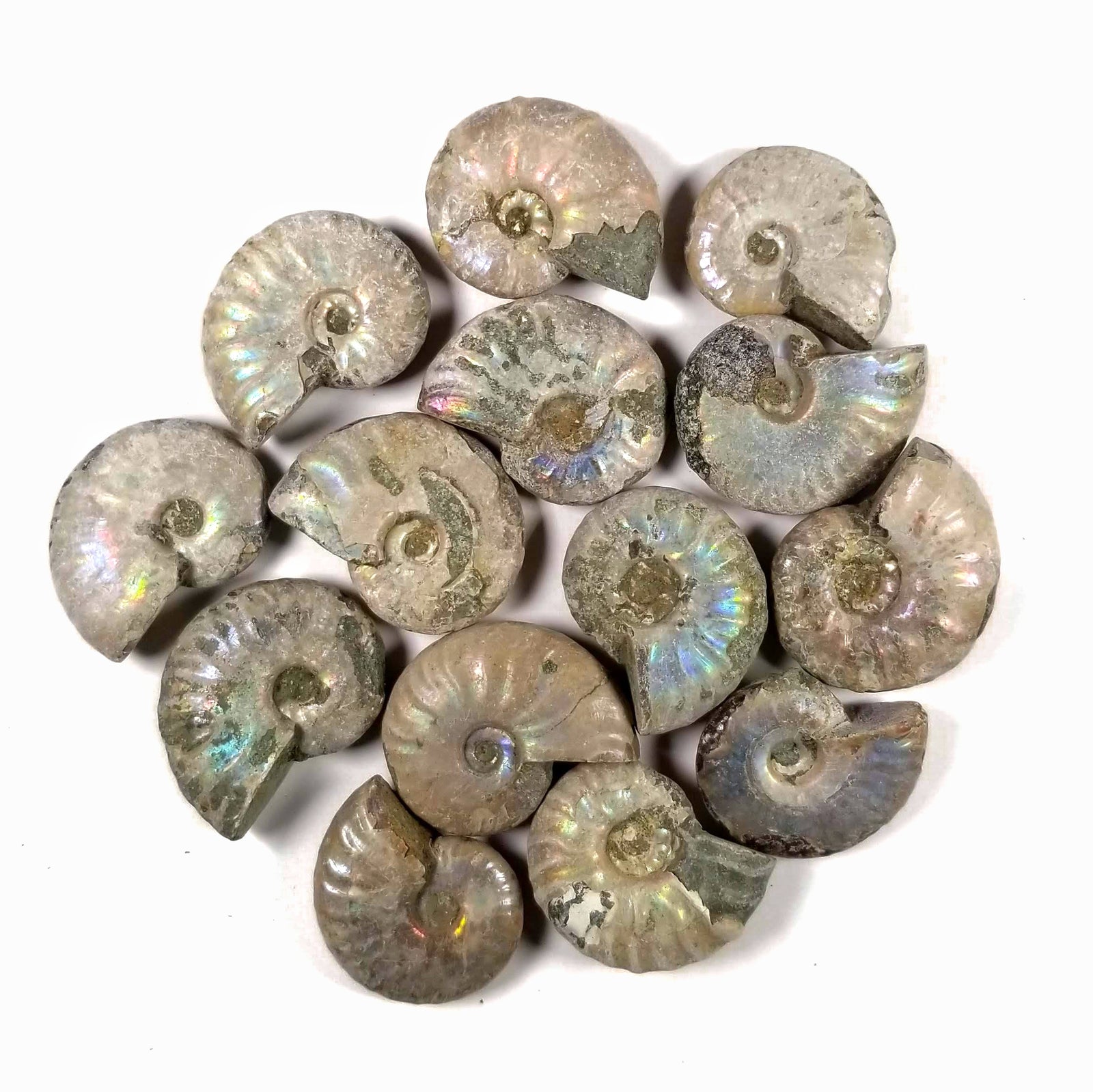 Iridescent Ammonite (loose, 1 to 2") - Cretaceous Period - 100 MYA - Madagascar