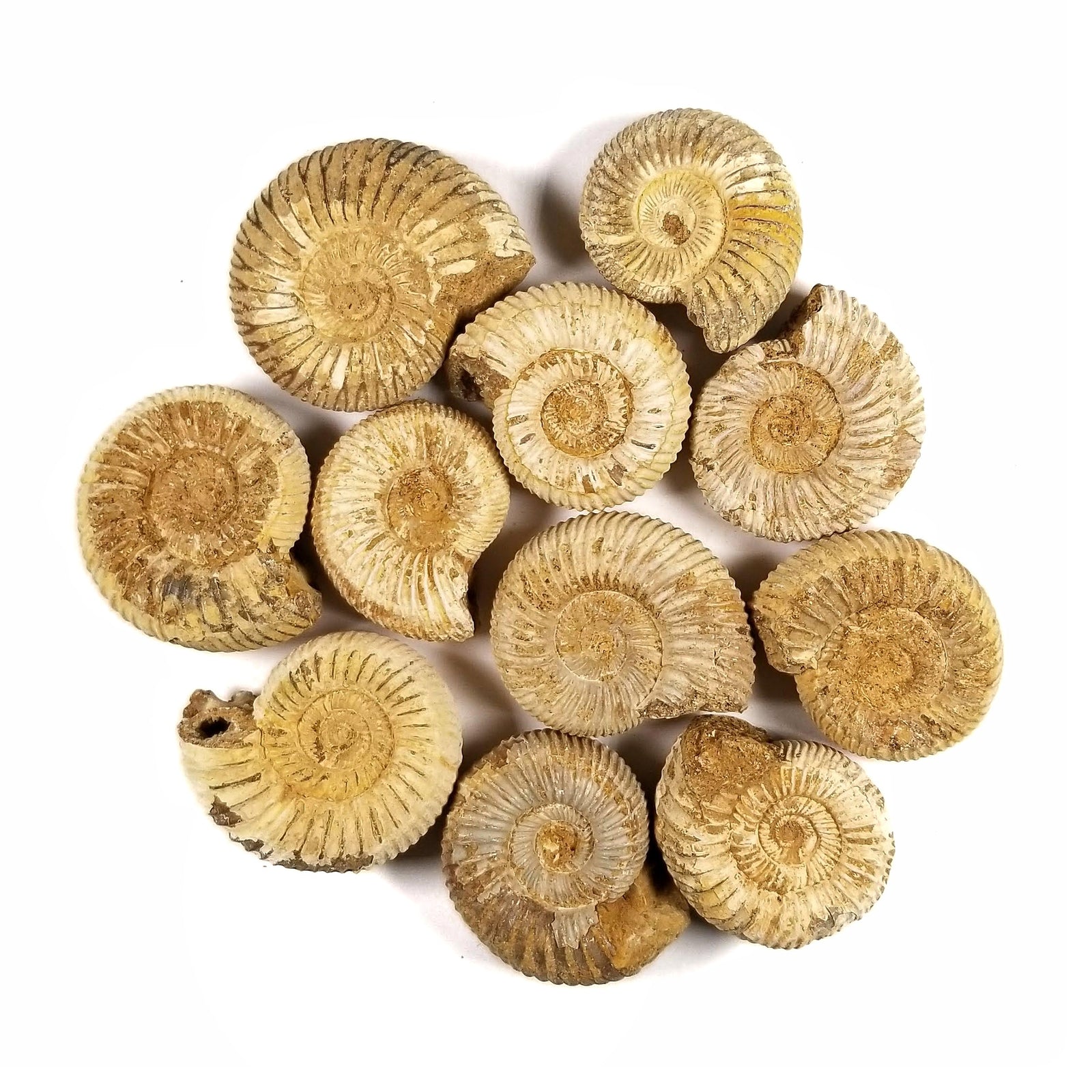 Perisphinctes Ammonite (loose) - Jurassic Period - 174.1 to 145 MYA - Madagascar