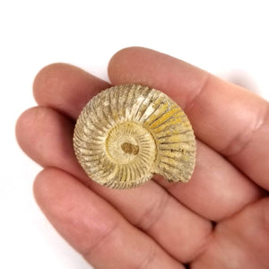 Perisphinctes Ammonite - Jurassic Period - 174.1 to 145 MYA - Madagascar