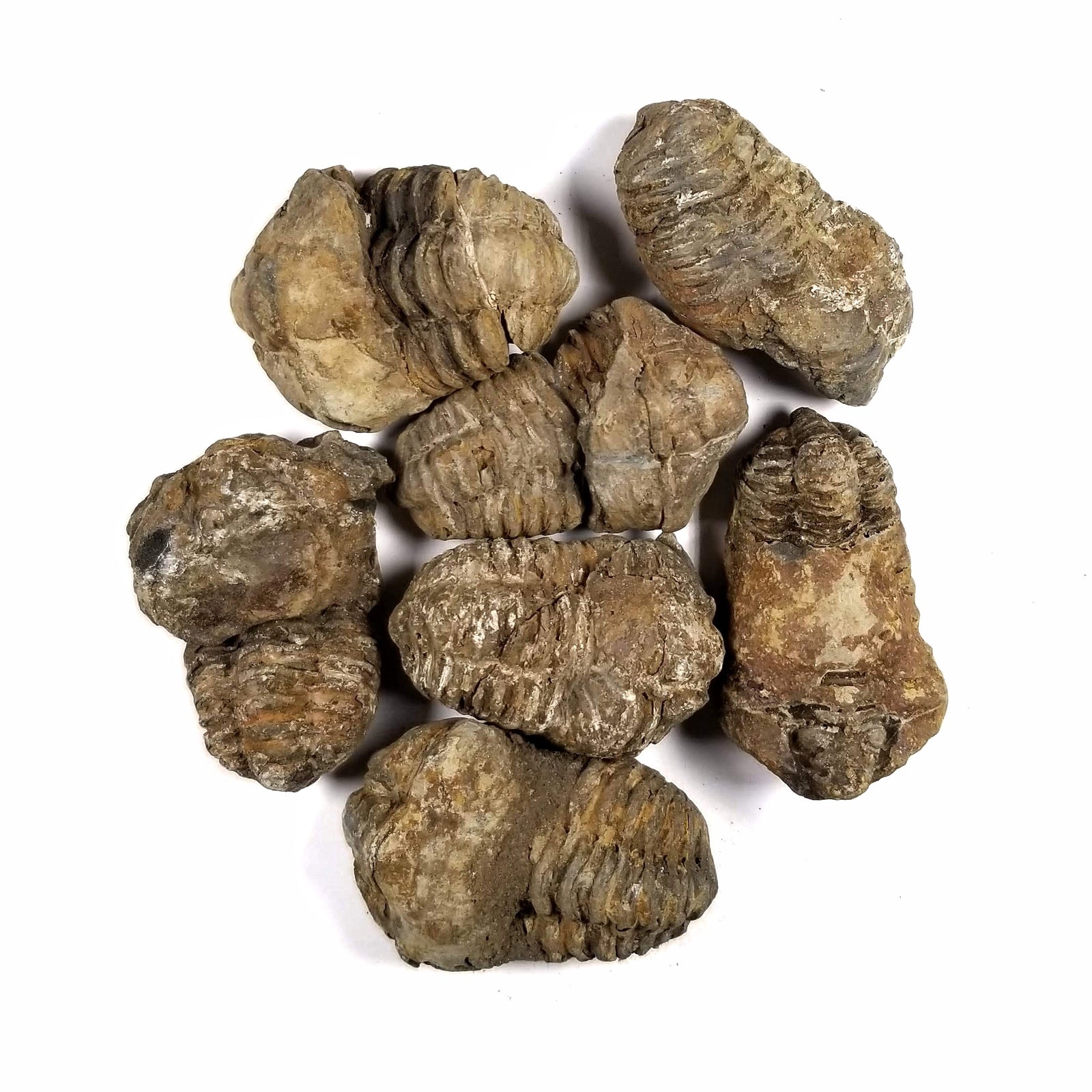 Flexicalymene Trilobite (loose) - Ordovician Period - 460.9 to 443.7 MYA - Morocco