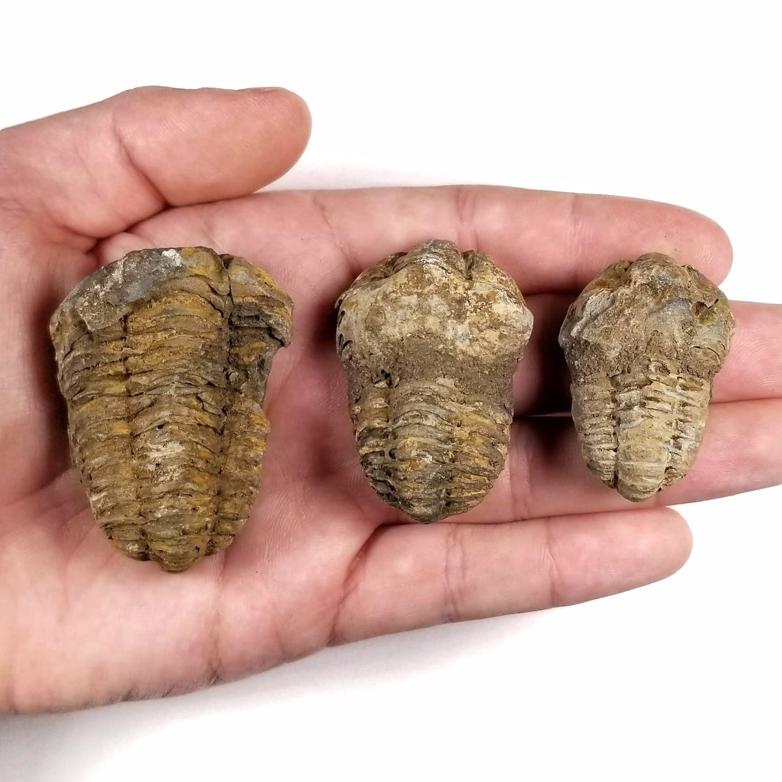 Flexicalymene Trilobite (loose) - Ordovician Period - 460.9 to 443.7 MYA - Morocco