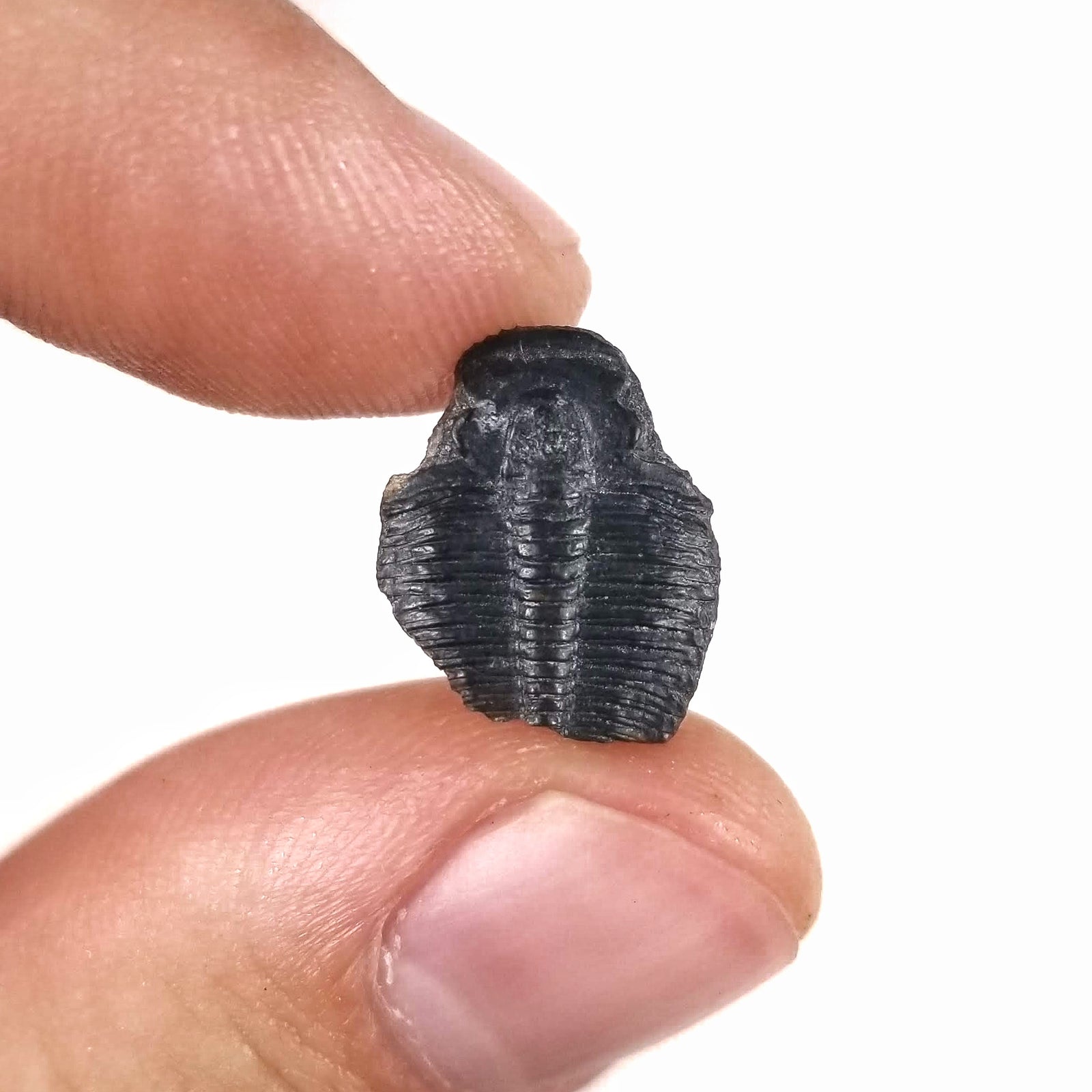 Elrathia Trilobite, Small - Middle Cambrian - 513.0 to 498.5 MYA - Utah, USA