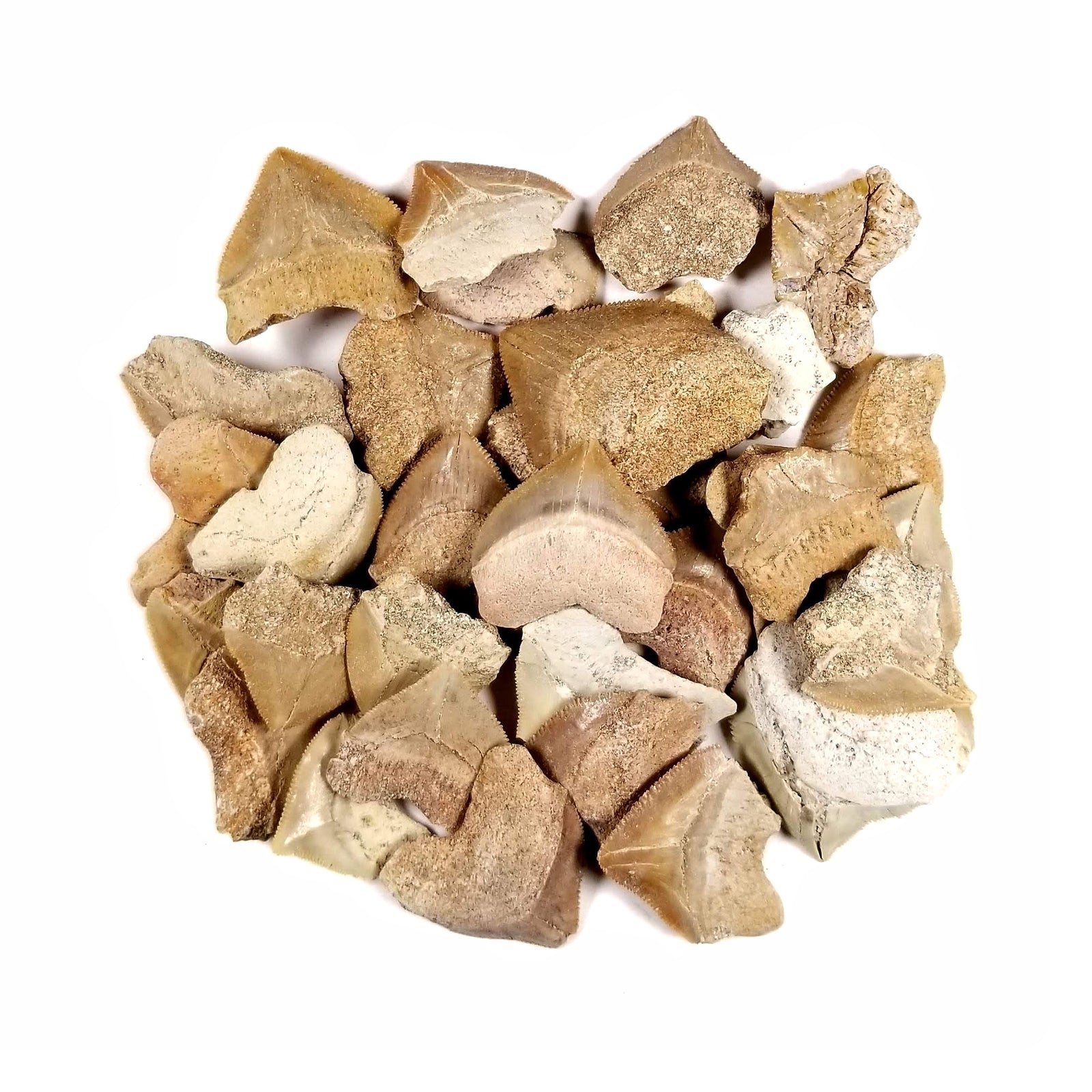 Squalicorax Shark Tooth (loose) - Cretaceous Period - 109.56 to 66.0 MYA - Morocco