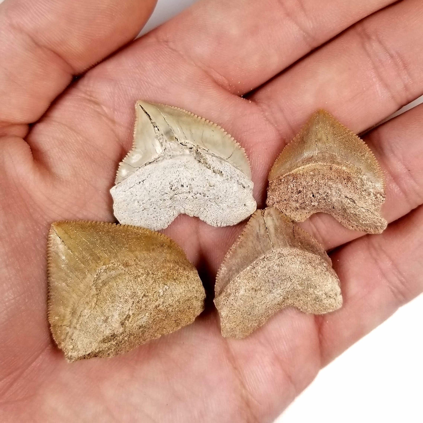 Squalicorax Shark Tooth - Cretaceous Period - 109.56 to 66.0 MYA - Morocco