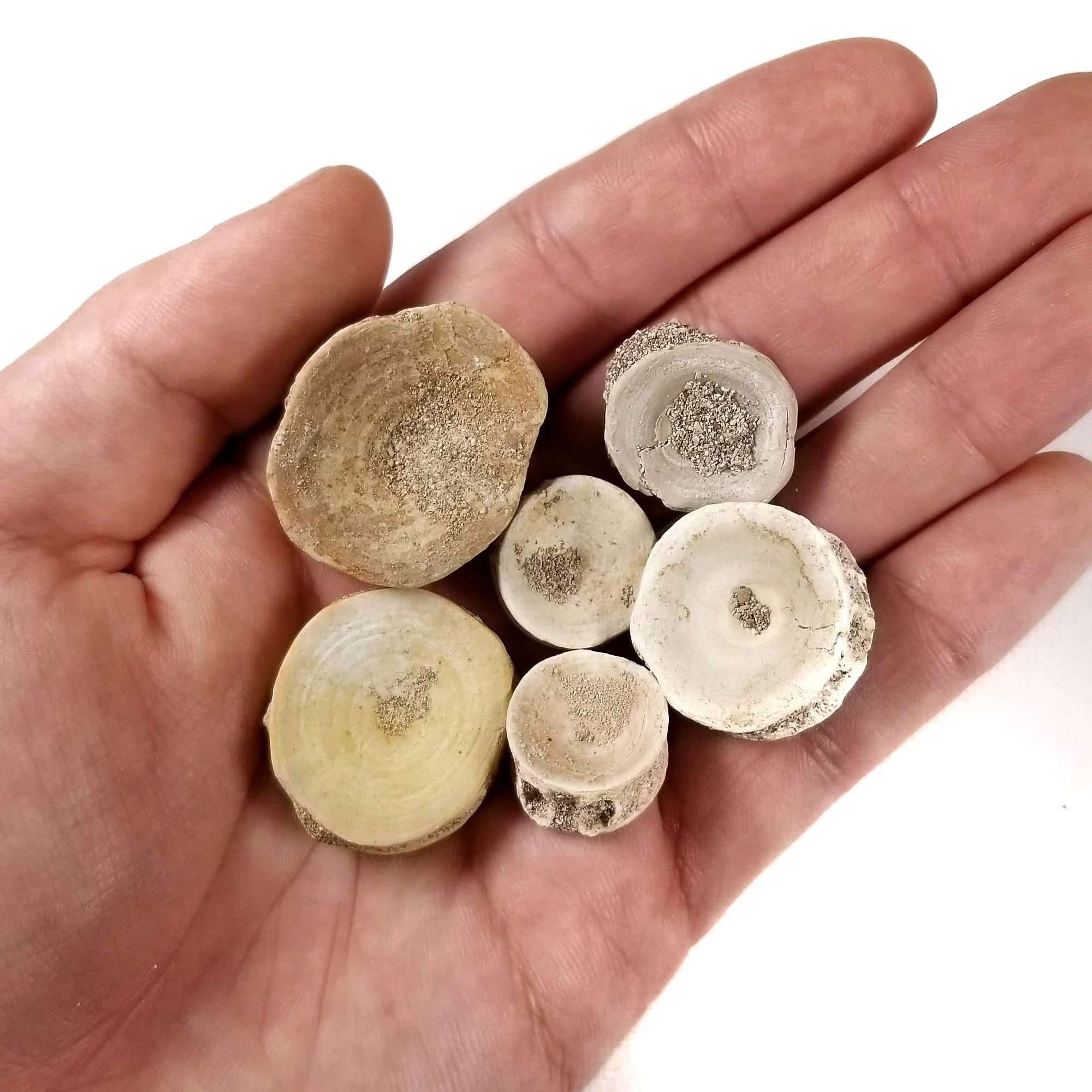 Extinct Shark Vertebra - Eocene Epoch - 56 to 33.9 MYA - Morocco