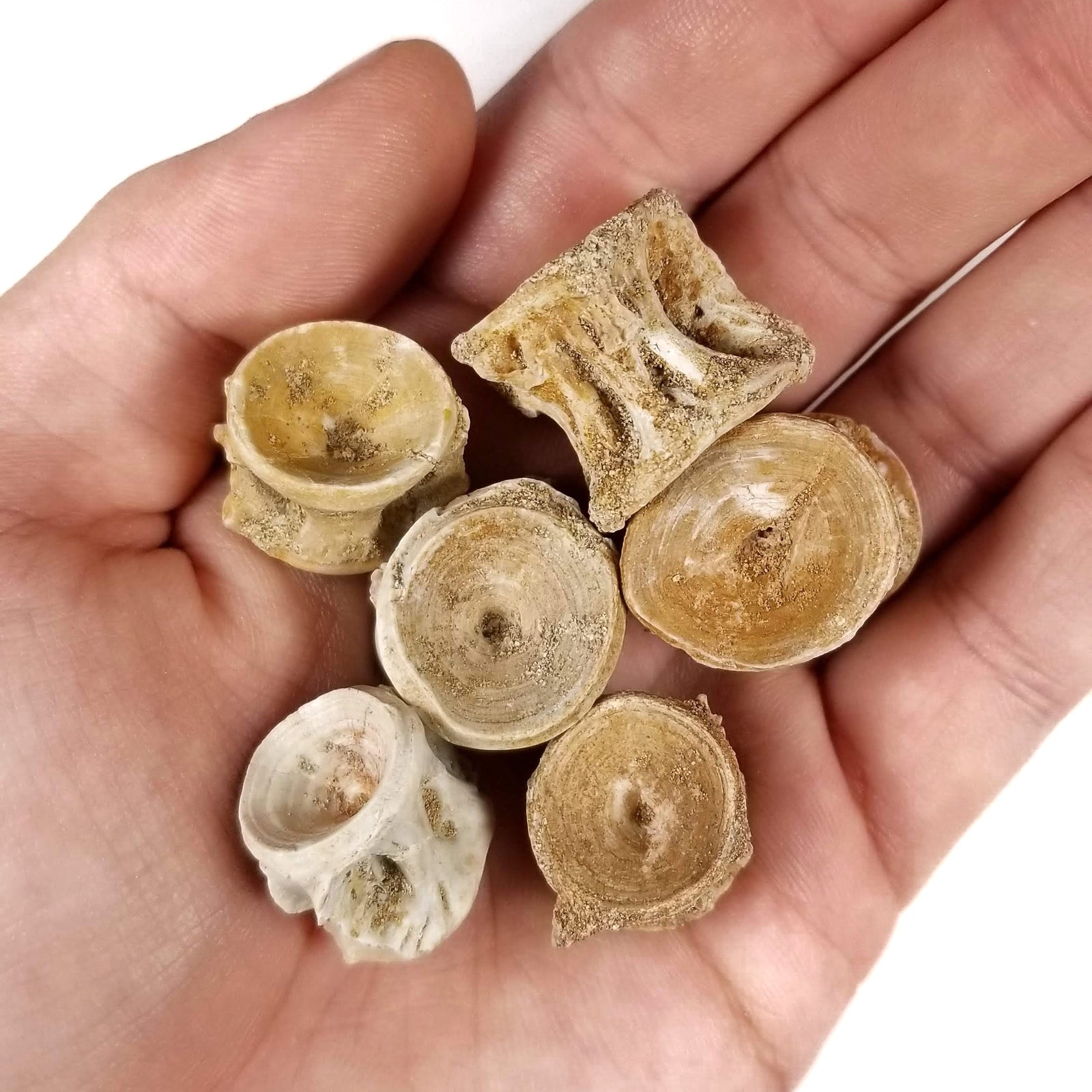 Extinct Fish Vertebra - Eocene Epoch - 56 to 33.9 MYA - Morocco