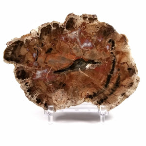 Petrified Wood Slab - Triassic Period - 252 to 201 MYA - Madagascar