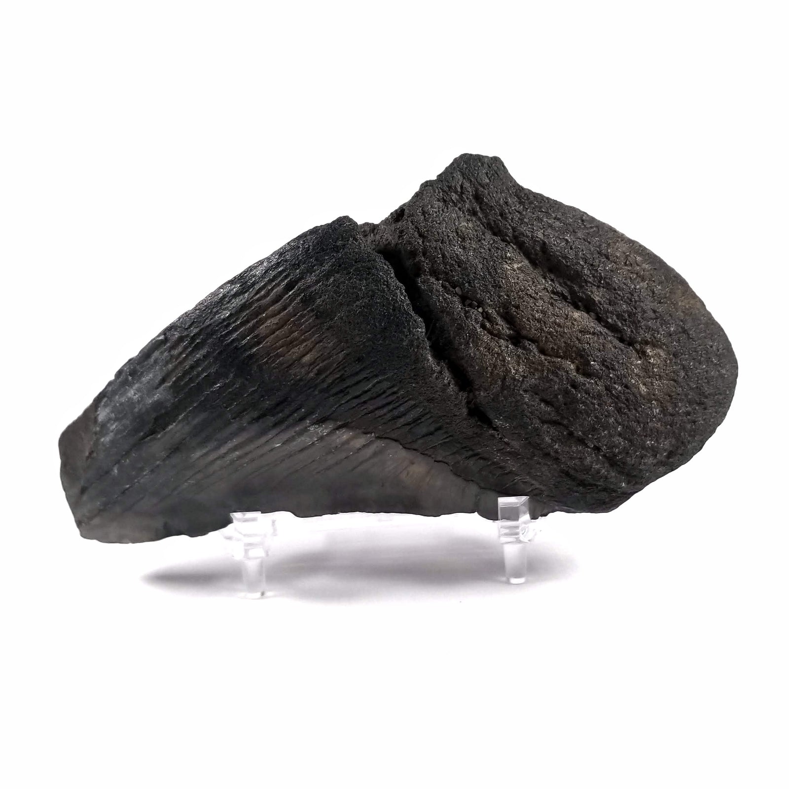 Megalodon Tooth, 50% Complete (2 to 4") - Miocene Epoch - 23 to 3.6 MYA - Southeastern U.S.