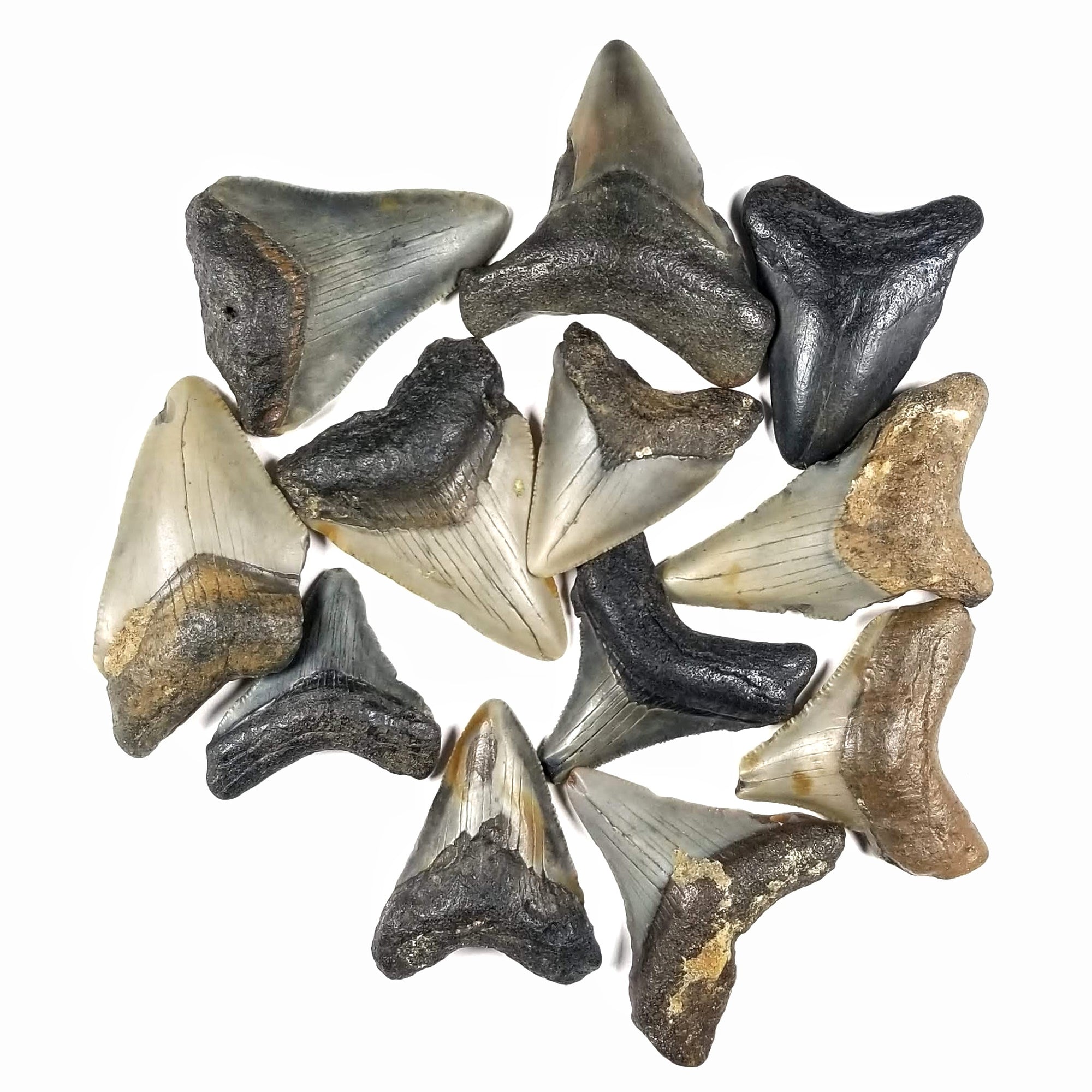 Megalodon Tooth, Small (1 to 2") - Miocene Epoch - 23 to 3.6 MYA - South Carolina, USA