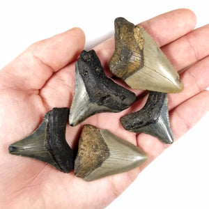 Megalodon Tooth, Small (1 to 2") - Miocene Epoch - 23 to 3.6 MYA - South Carolina, USA