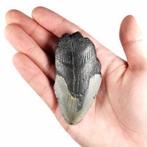 Megalodon Tooth, 50% Complete (2 to 4") - Miocene Epoch - 23 to 3.6 MYA - Southeastern U.S.