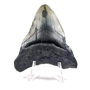 Megalodon Tooth, 85% Complete (3 to 5") - Miocene Epoch - 23 to 3.6 MYA - Southeastern U.S.