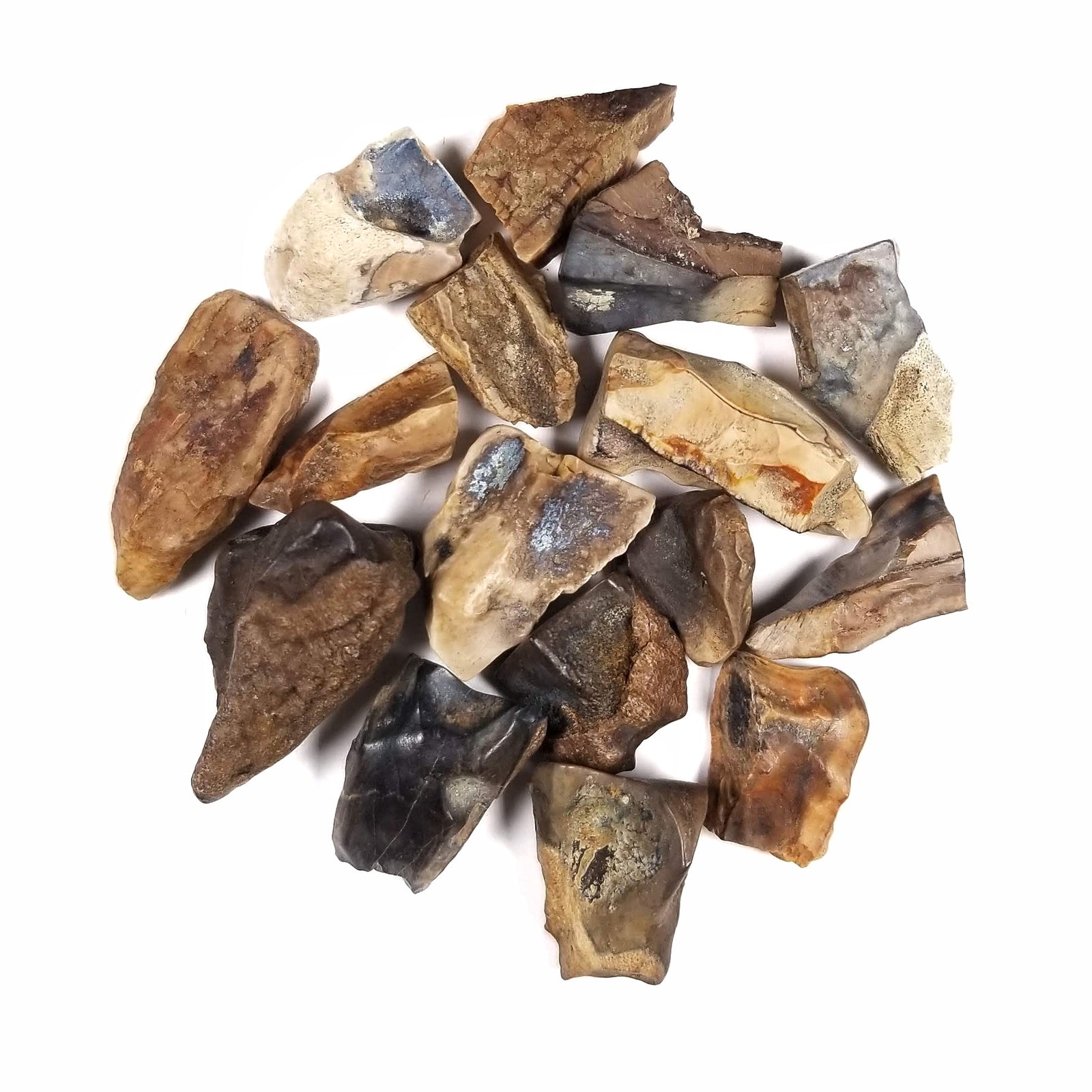 Triceratops Tooth - Cretaceous Period - 68.0 to 66.0 MYA - Wyoming, USA