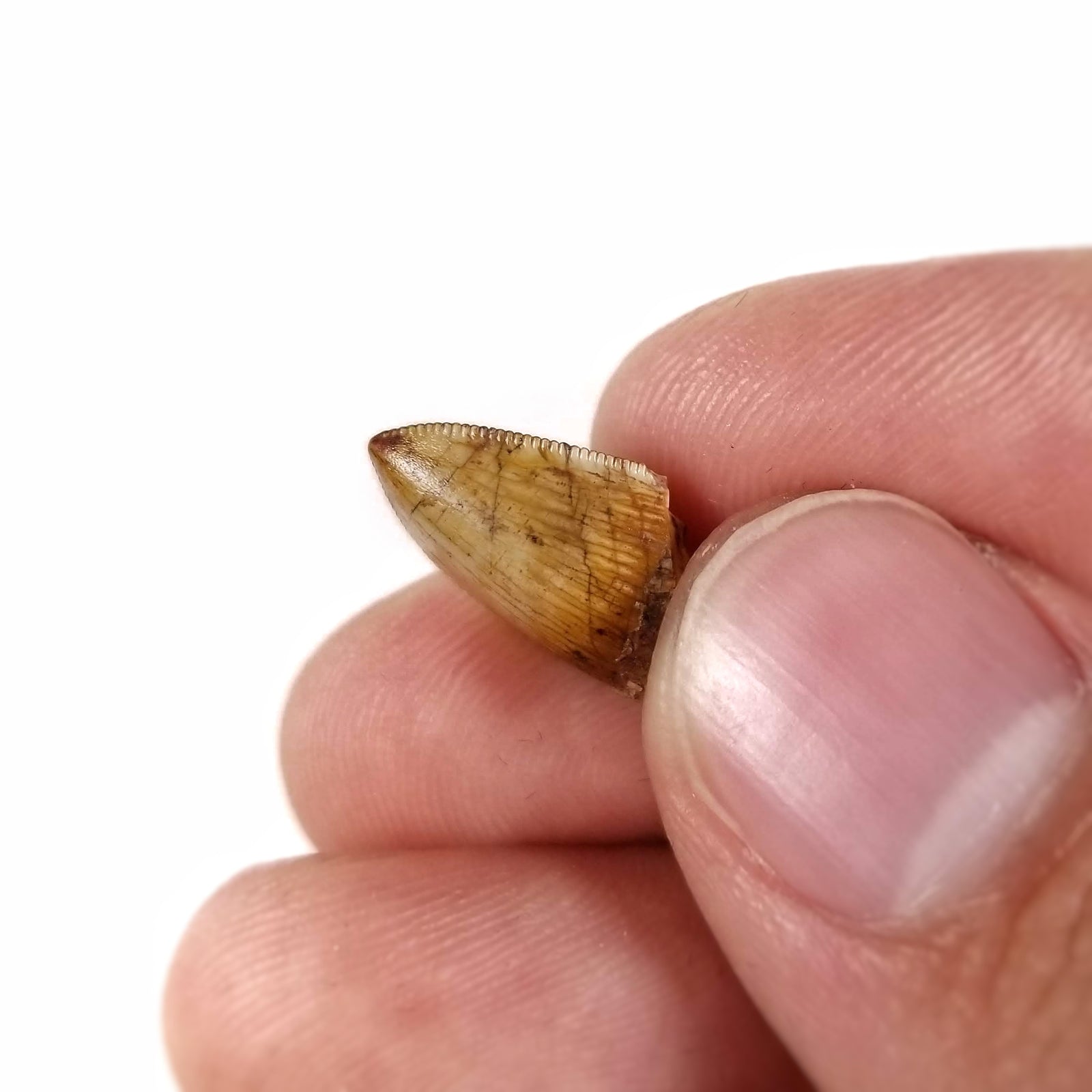 Phytosaur Tooth - Triassic Period - 242 to 201.3 MYA - New Mexico