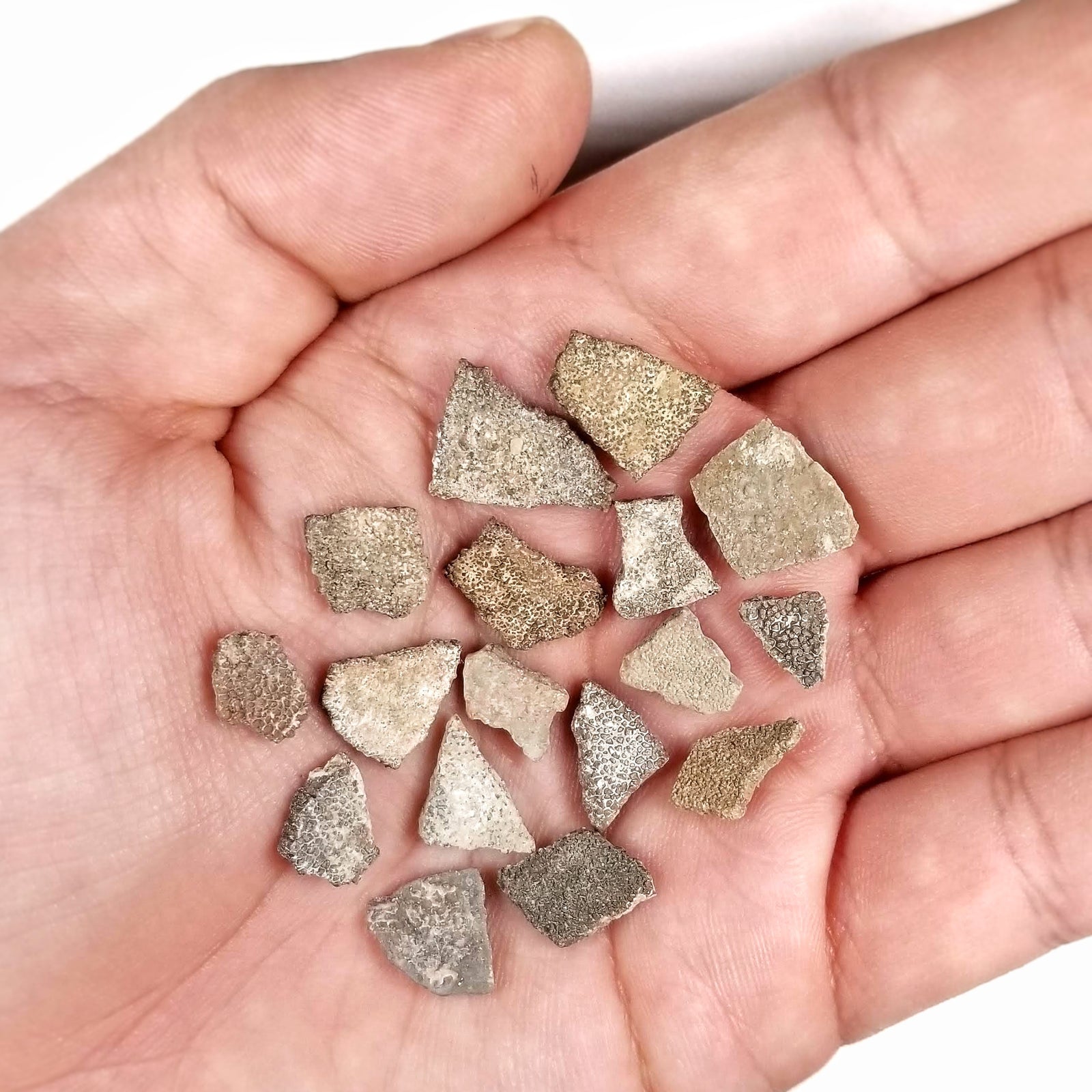 Titanosaur Egg Shell - Cretaceous Period - 65.5 MYA