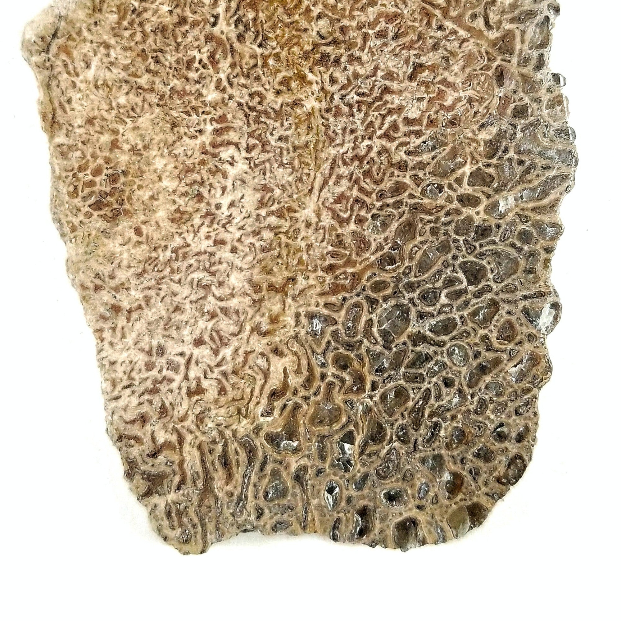 Atlasaurus Bone Slice - Jurassic Period - 167.7 to 164.7 MYA - Morocco