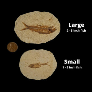 Knightia Fossil Fish - Eocene Epoch - 55 to 35 MYA - Wyoming, USA