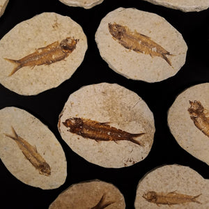 Knightia Fossil Fish - Eocene Epoch - 55 to 35 MYA - Wyoming, USA