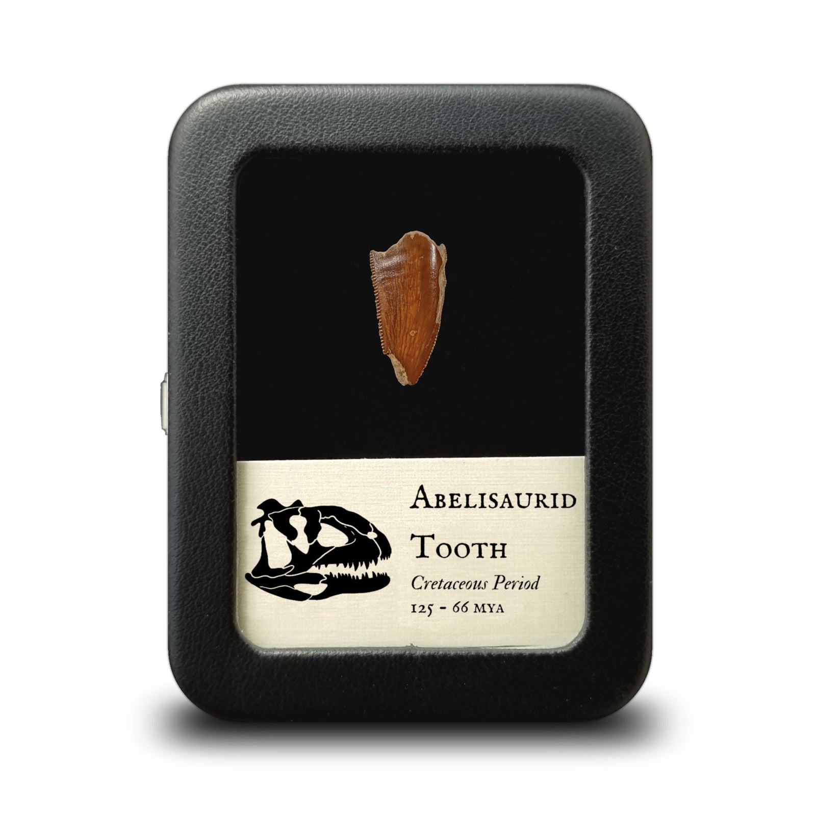 Abelisaurid Tooth (Theropod) - Cretaceous Period - 125 to 66 MYA - Morocco