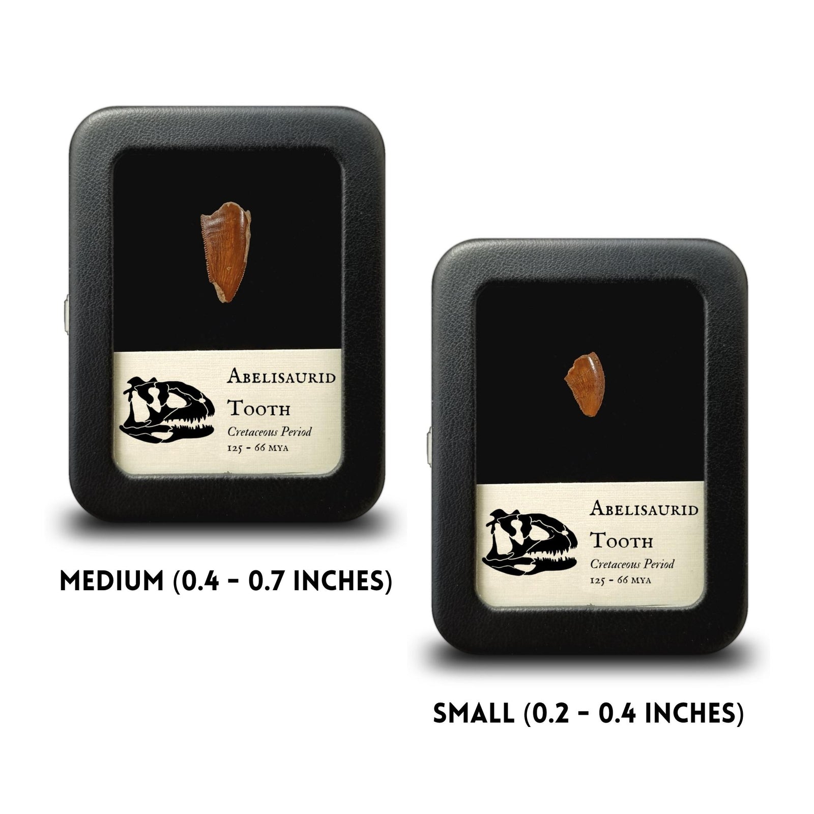 Abelisaurid Tooth (Theropod) - Cretaceous Period - 125 to 66 MYA - Morocco