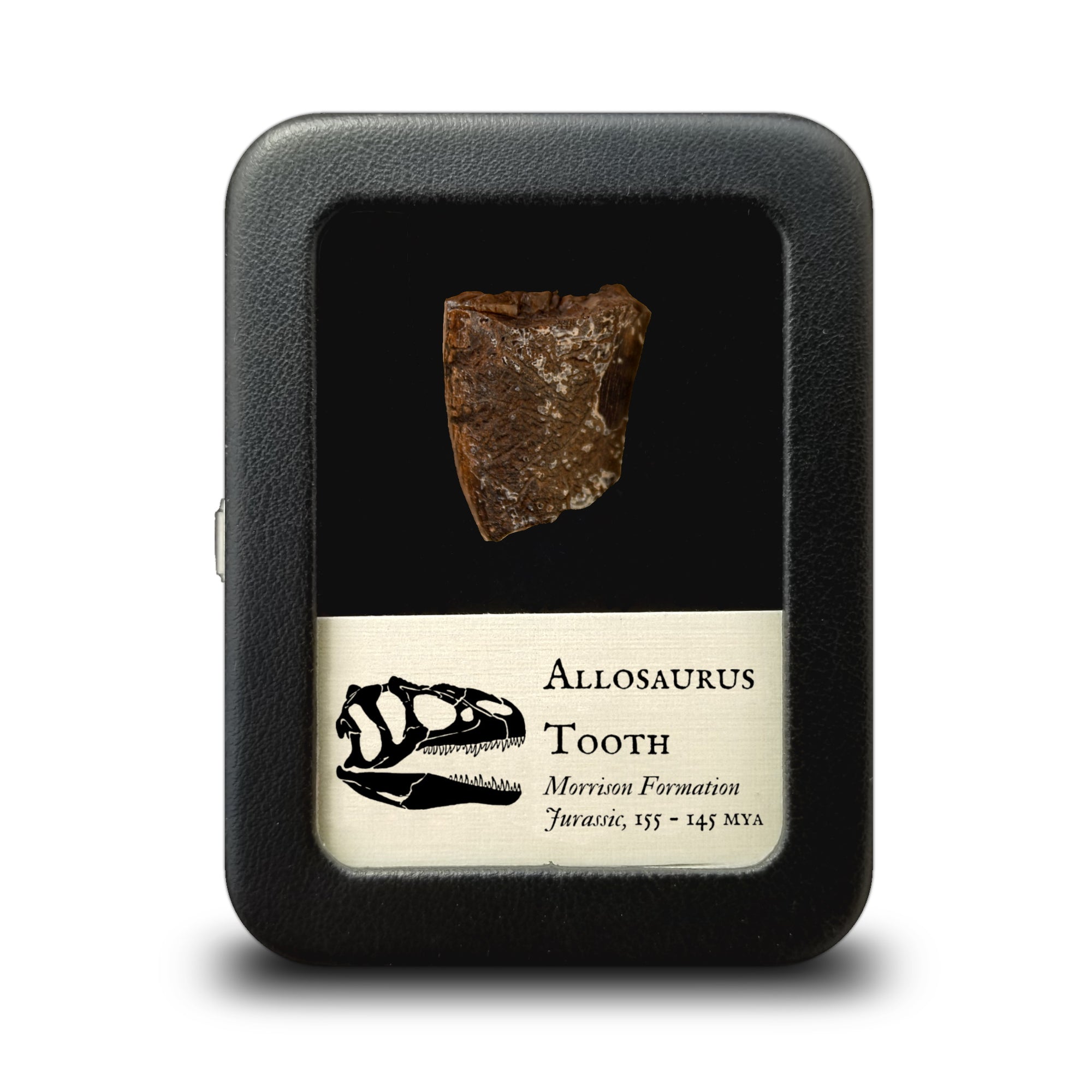 Allosaurus Tooth, 1.1 inches - Jurassic Period - 155 to 145 MYA - Wyoming, USA