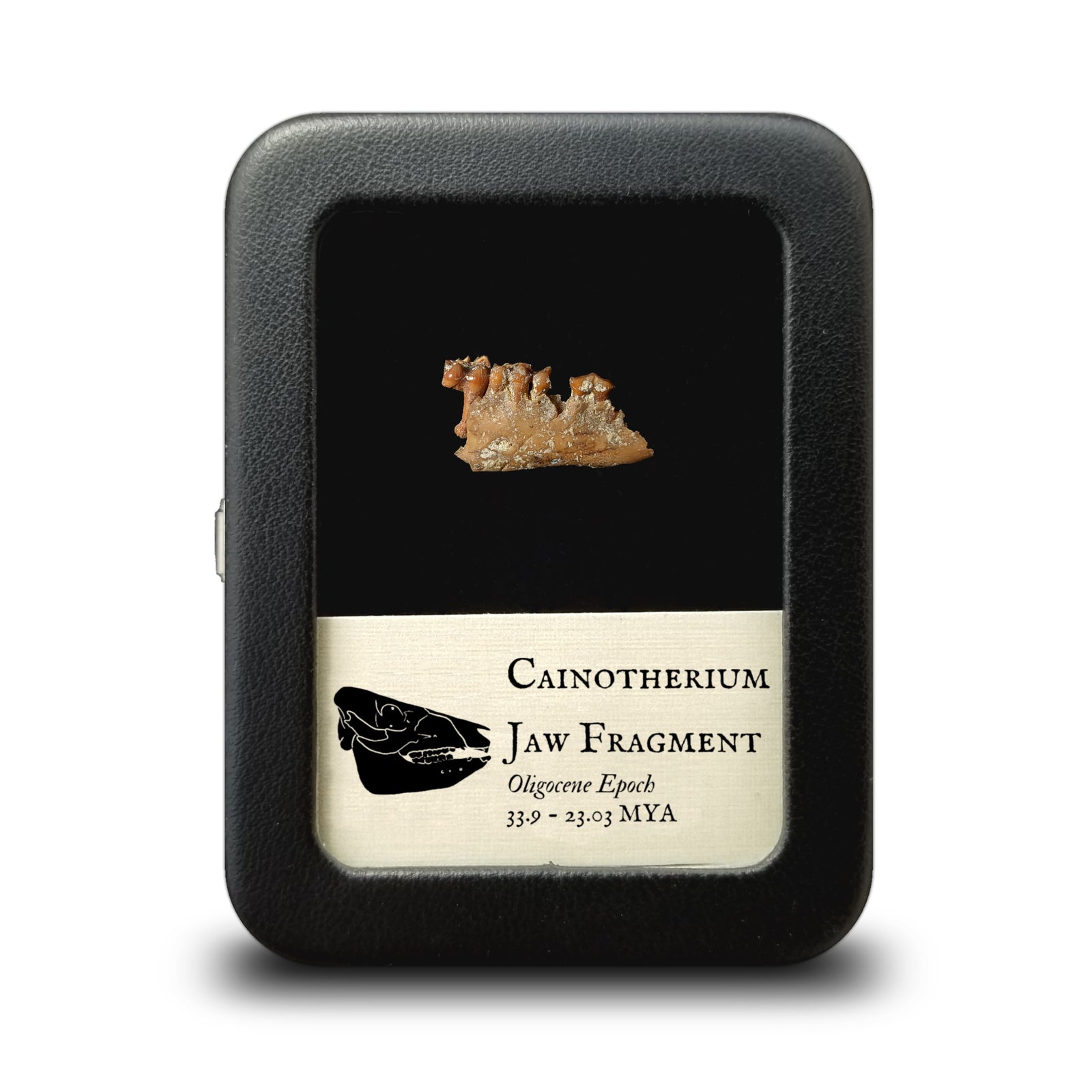 Cainotherium Jaw Fragment - Oligocene Epoch - 33.9 to 23.03 MYA - France