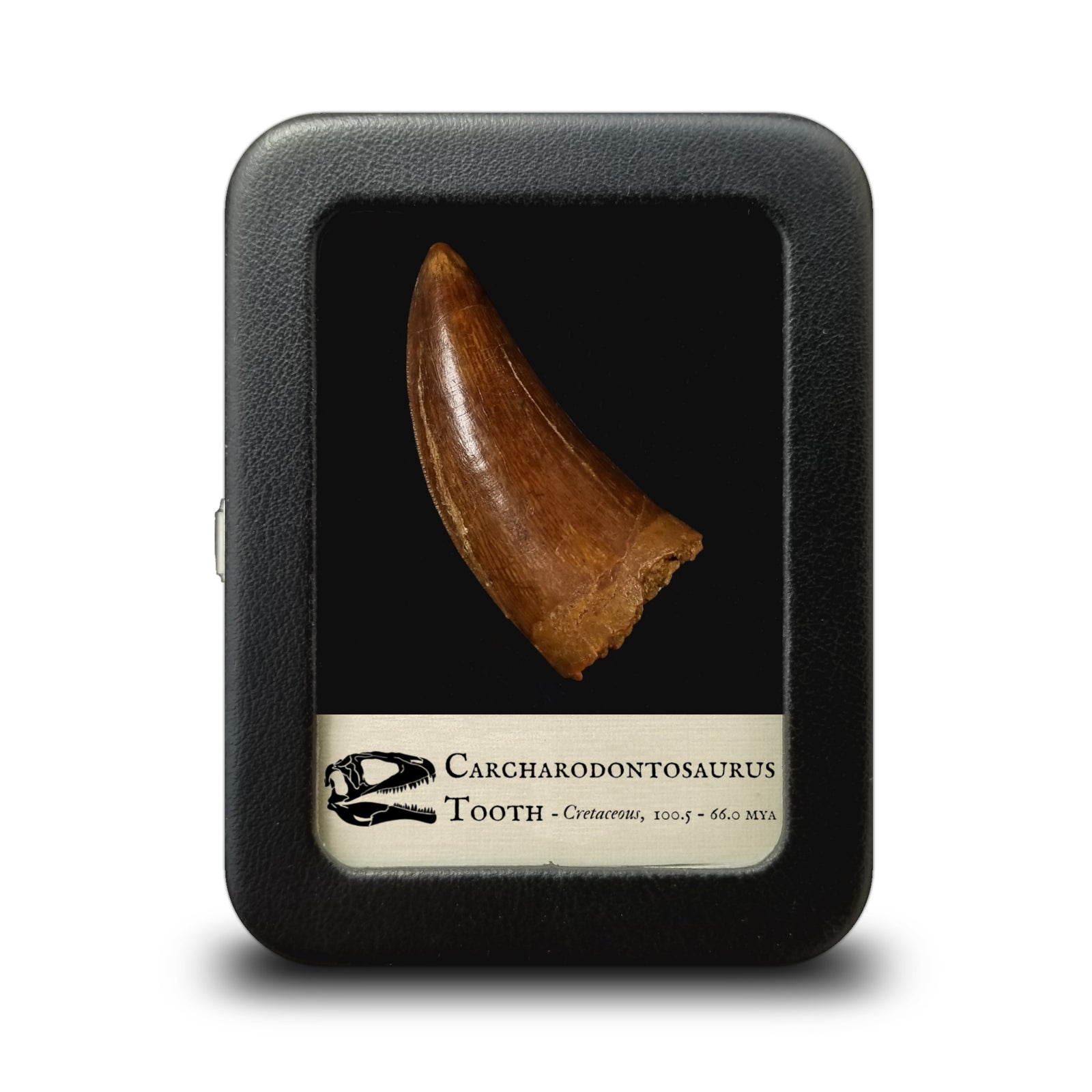 Carcharodontosaurus Tooth - Cretaceous Period - 100.5 to 66.0 MYA - Morocco