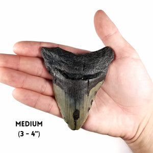 Megalodon Tooth, 85% Complete (3 to 5") - Miocene Epoch - 23 to 3.6 MYA - Southeastern U.S.