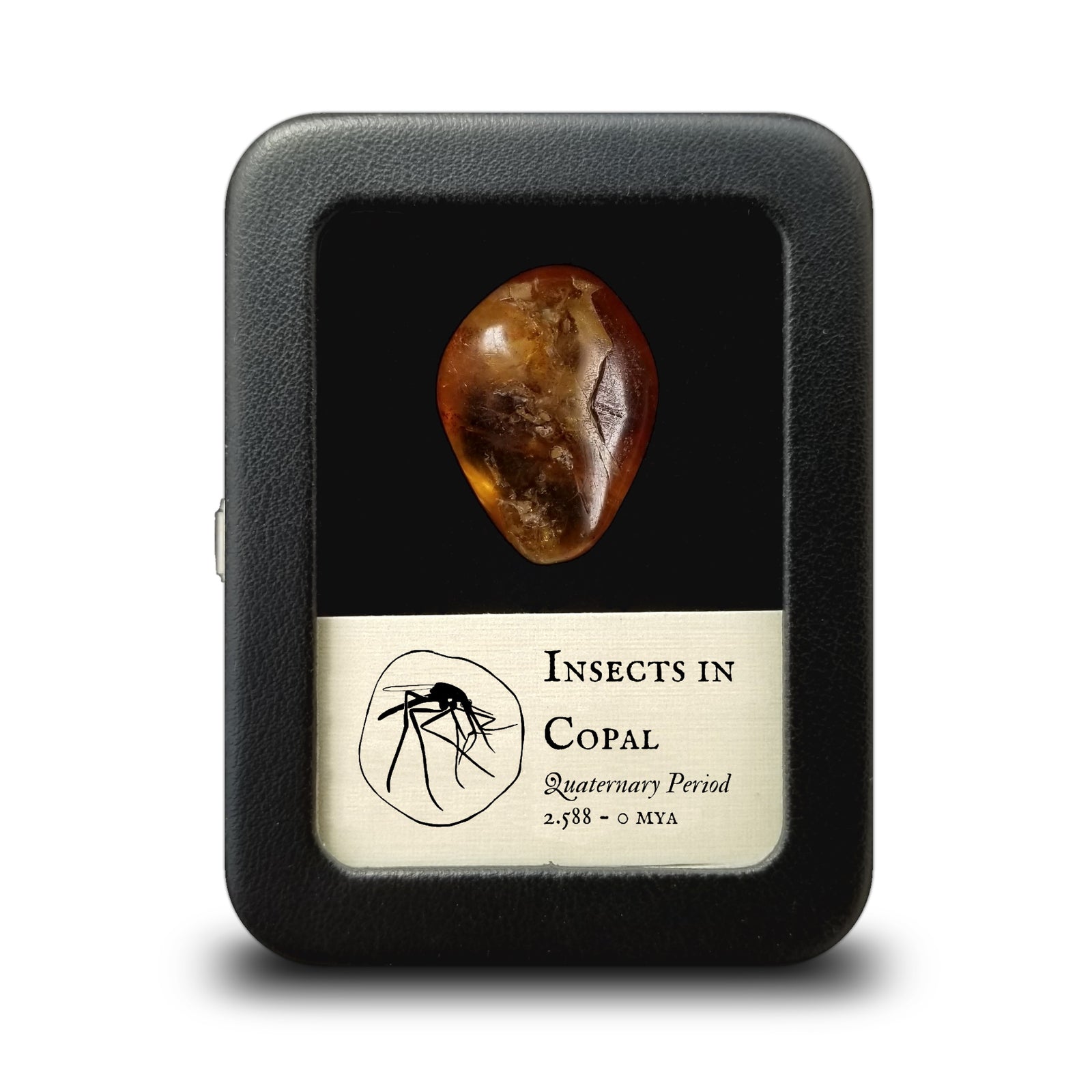 Insects in Copal - Quaternary Period - 2.5 to 0 MYA - Madagascar