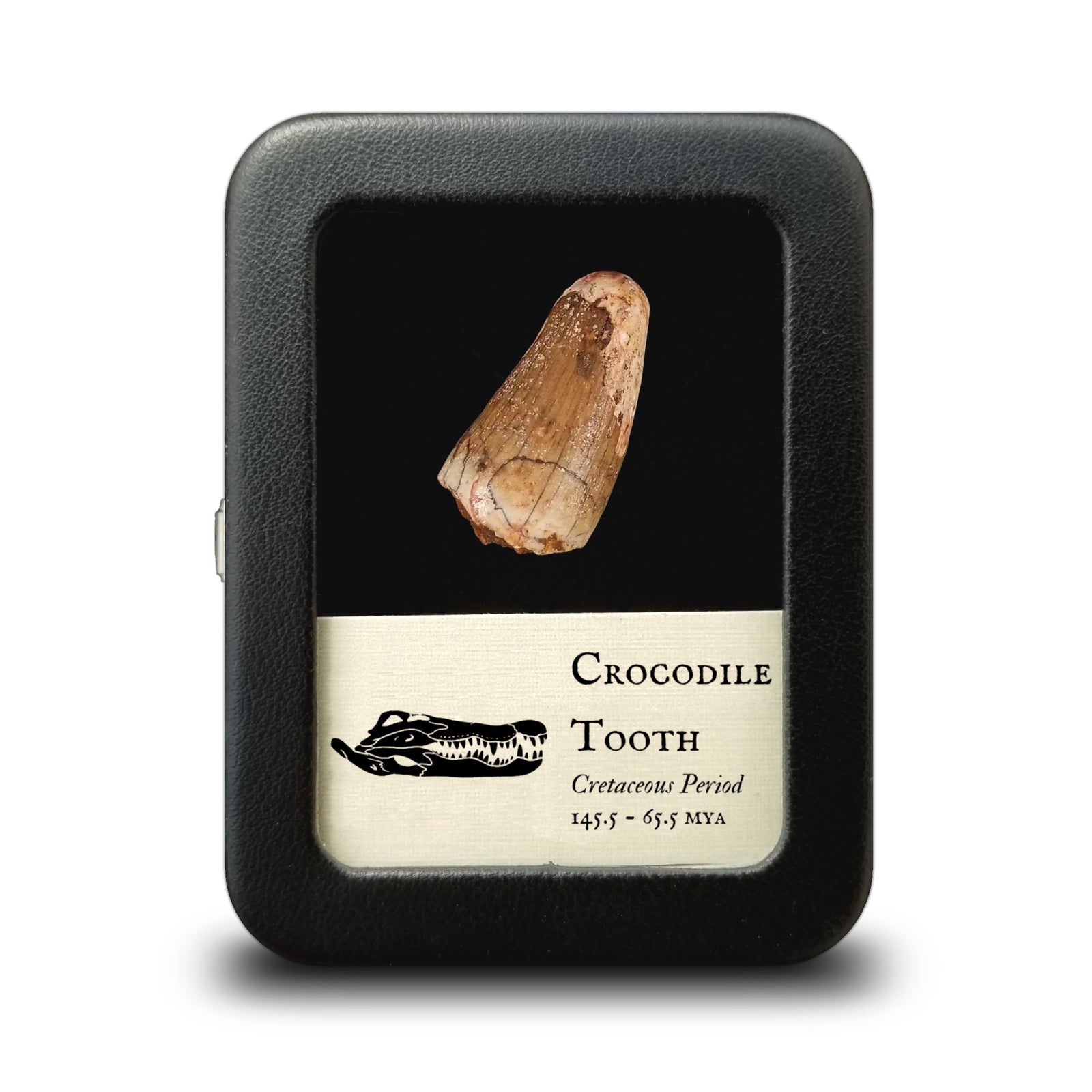 Extinct Crocodile Tooth - Cretaceous Period - 145 to 66 MYA - Morocco